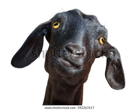 Isolated Goat Head Funny Silly Looking Stock Photo 342267617 | Shutterstock