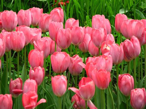 Pink Tulip Wallpaper (62+ images)