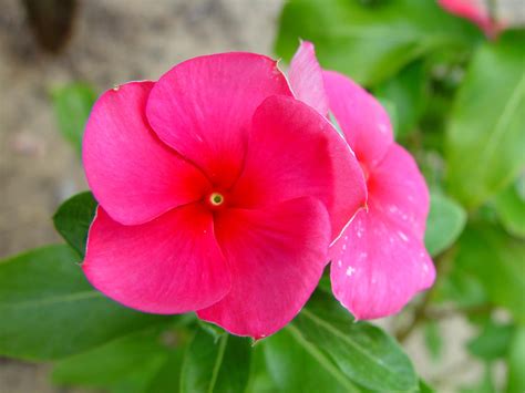 File:Pink flower (1).jpg - Wikimedia Commons