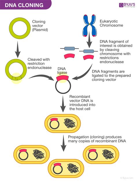 DNA Cloning - Steps and Importance of DNA Cloning