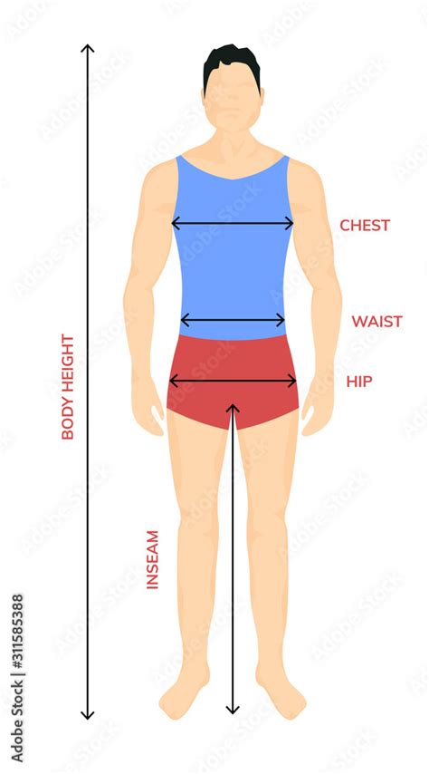 Man anatomy silhouette size. Human body full measure male figure waist ...