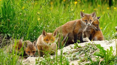 Cute Wild Red Fox Cubs Stock Photo - Download Image Now - iStock