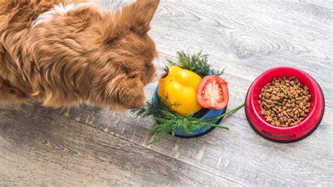 The 12 Best Natural and Organic Dog Foods That Won't Break the Bank