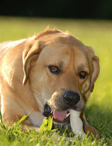 Mastiff Lab Mix Breed Information - A Guide To The Mastador Dog