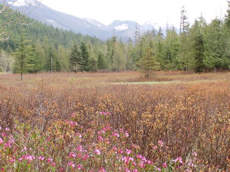 Plant Identification and Wetland Delineation Course (Hybrid Edition) Seattle-Workshops