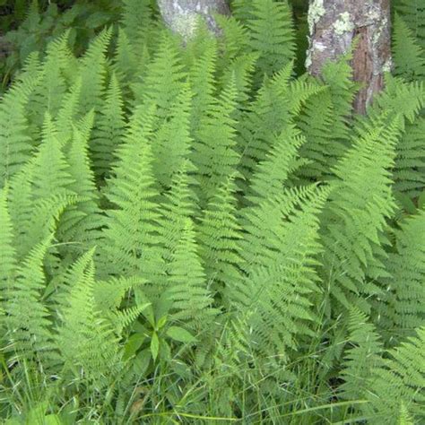 Dennstaedtia punctilibula (Hay-scented fern) | Blue Stem Natives