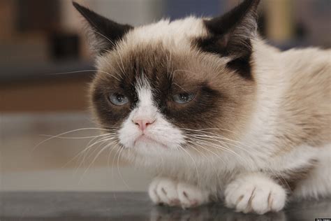 Grumpy Cat Movie: Popular Internet Meme Inks Hollywood Movie Deal