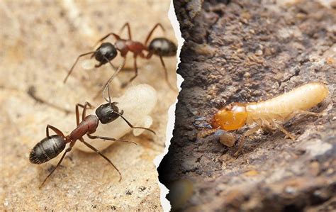 Carpenter Ants Vs. Termites - A Guide From Experts