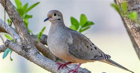 Where Do Mourning Doves Live? (Habitat + Distribution) | Birdfact