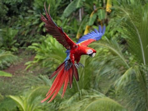 15 Colorful Tropical Birds Pictures | Bird pictures, Parrot image, Tropical birds