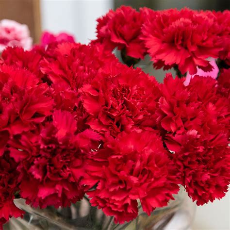 National Flower Of Spain Red Carnation | Best Flower Site