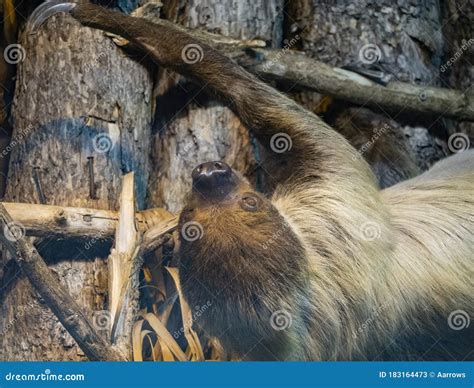 Sloth Hanging Upside Down on a Tree Branch Stock Image - Image of wildlife, climbing: 183164473