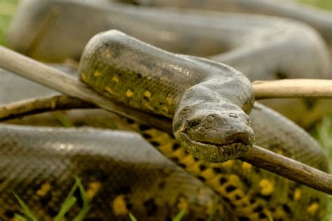 Green Anaconda Facts - CRITTERFACTS