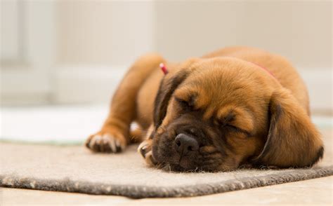 Short-coated Brown Puppy Sleeping on Brown Mat · Free Stock Photo