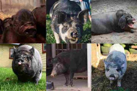 11 Amazing Miniature Pig Breeds (A Definitive Guide!)