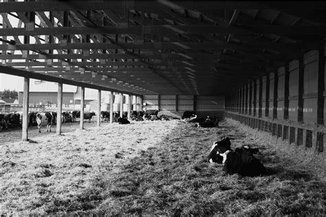 The interior of the barn constructed in 1997 for the wintering of the ...