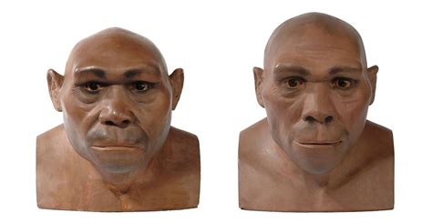 Homo Erectus Facial Reconstruction