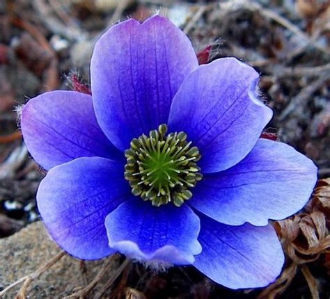 Arctic Tundra Plants with Names | Flower Characteristics of the High Arctic | Greenland/Iceland ...