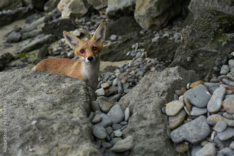 Corsac Fox, Vulpes corsac, in the nature stone mountain habitat, found in steppes and deserts in ...