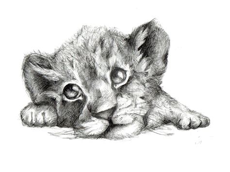 Lion Cub, Realistic Drawing/illustration by MonAndersen - Foundmyself