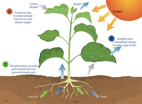 What is Photosynthesis | Smithsonian Science Education Center