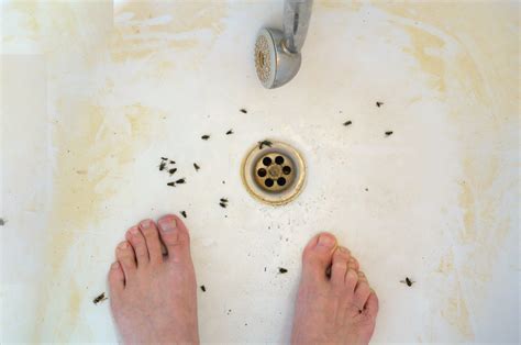 Cleaning 101: Getting Rid of Drain Flies | Terry's Plumbing