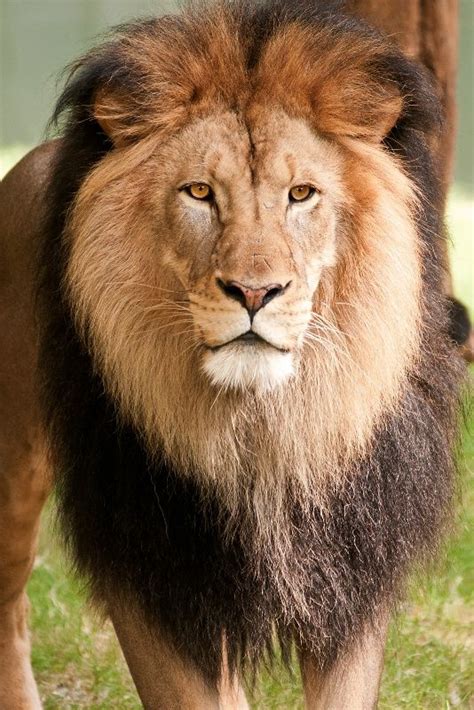 60 best lion mane images on Pinterest | Big cats, Wild animals and ...