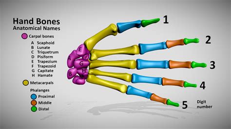 Hand Bones - skeletal anatomy names - 3D model by DinoReplicas [97a8f17] - Sketchfab