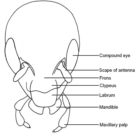 Insect Anatomy