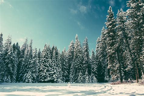 pine trees, Snow, Nature Wallpapers HD / Desktop and Mobile Backgrounds