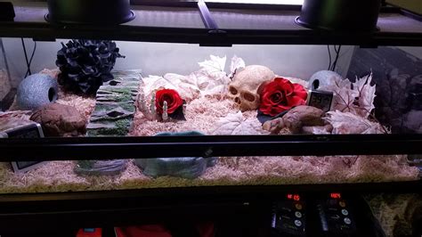 Critique my tank setup? : r/snakes