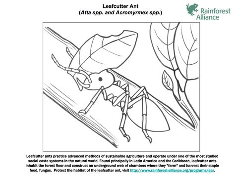 Leafcutter Ant Coloring Page | Rainforest Alliance