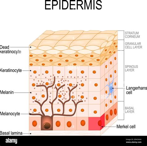 Epidermis Diagram Labeled