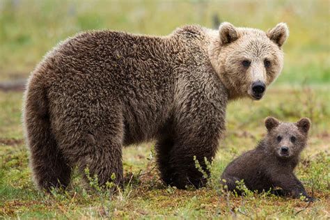 Female brown bears hang out near humans to keep cubs safe from males | New Scientist