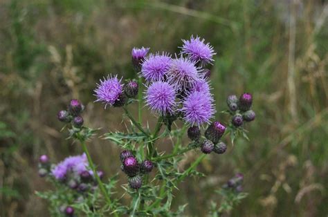 CreepingThistle4 – Symbiosis Agriculture