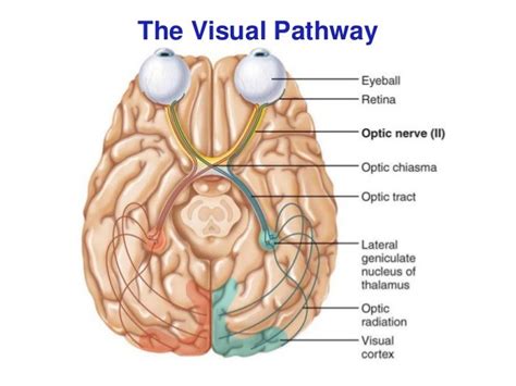 Visual Pathway Diagram | Quizlet