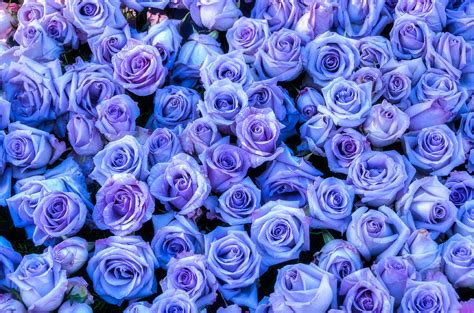 Purple Roses Background Photograph by Connie Cooper-Edwards