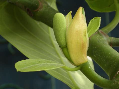 We love Our Bangladesh: Jackfruit (Kathal) -National Fruit of Bangladesh