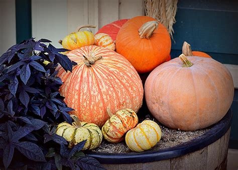 Pumpkins and gourds by AtomicFireball33 on DeviantArt