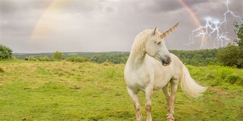 13 Stock Images Of Unicorns That Will Blind You With Majesty | HuffPost