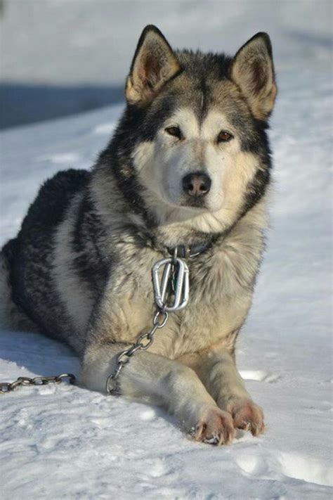 Alaskan Malamute Siberian Husky Wolf Mix - Pets Lovers