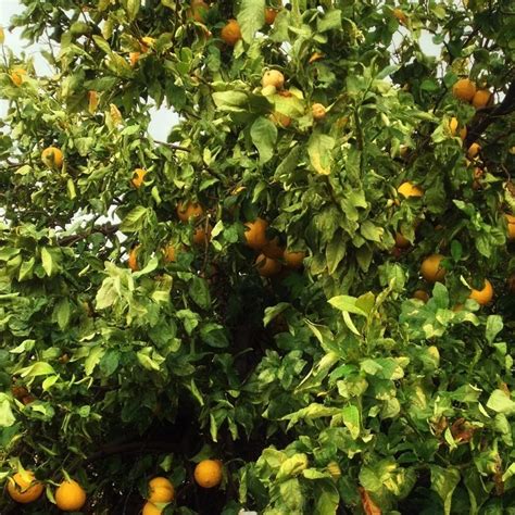 Bergamot orange tree : Citrus bergamia