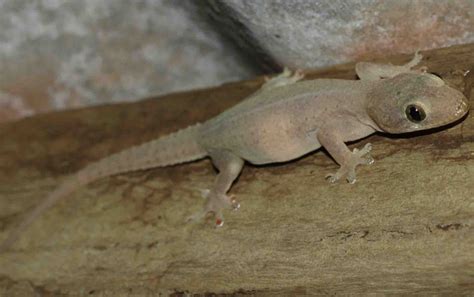 Asian House Gecko - ClimateWatch Australia- Citizen Science App