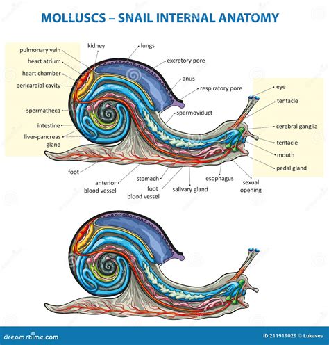 Snail anatomy stock vector. Illustration of body, slug - 211919029