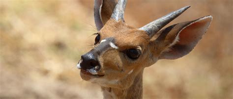 Bushbuck | African Wildlife Foundation