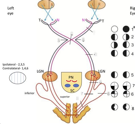 Visual Pathway Diagram | Quizlet