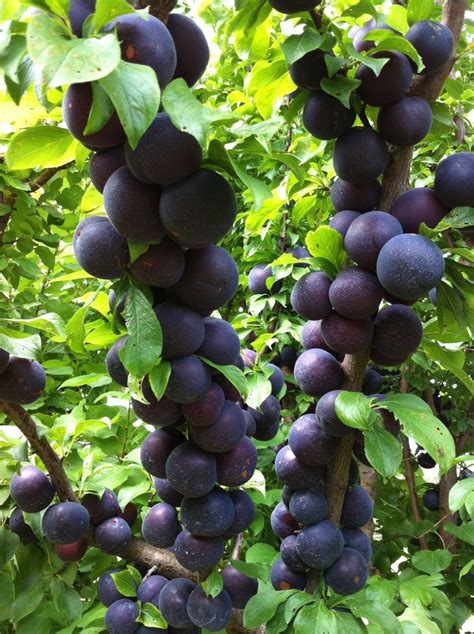 Plumcot Fruit Tree Varieties - ANFIC