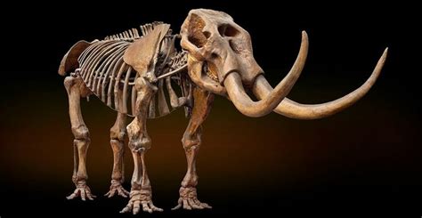 Mastodon Fossil | Fossil bones, History museum, Museum