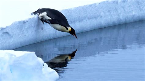 Emperor Penguin Fish