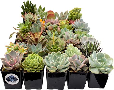 Names Of Succulent Plants